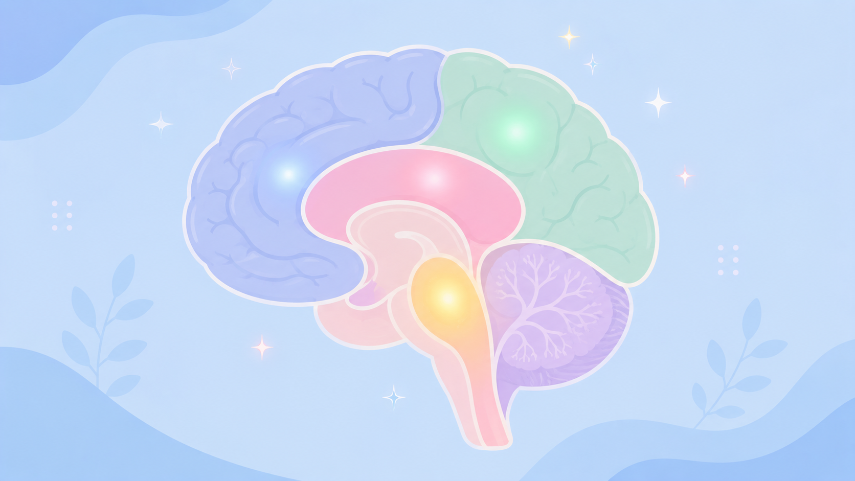 Fonctionnement neurologique